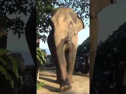 He came a little too close!😳🐘 @MarcTravels #elephant #thailand #marctravels