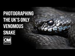 How to Photograph Adders Ethically