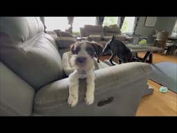 Rocky Is Still Sick | Life With Schnauzers