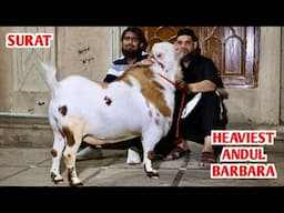 Heaviest Andul Barbare Goat’s At Al Mira Goat Farm