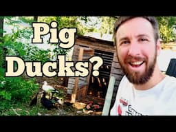 Are These Ducks As Good As Pigs?
