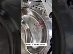 Male Cat Neuter | Vet Visit #shorts
