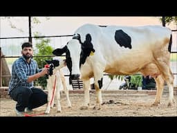 Diamond of Punjab || Pure ABS,WWS Breed || Heavy Hf Cows at Sahib Diary Farm