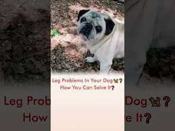 Leg Problems In Your Dog 🦮❓ How You Can Solve It❓