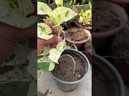 Marble queen money plant #indoorplants #gardening #plants