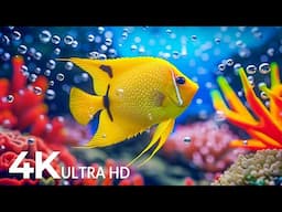 Aquarium 4K VIDEO(ULTRA HD) - Amazing Beautiful Coral Reef Fish, Relaxing Sleep Meditation Music