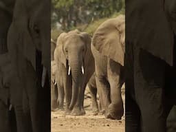 Elephant herds in Mapungubwe #shorts #elephants #mapungubwe #southafrica