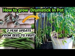 How to grow Drumstick / Moringa in Pot | गमले में ढेर सारी फलियां देने वाला सहजन पौधा उगाने का ट्रिक