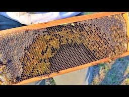 The Absolute BEST Food for Honeybees!