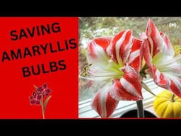 Saving Amaryllis From Disaster!