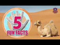 TOP FIVE Facts about Camels!