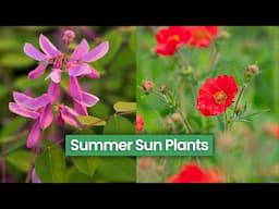 9 Summer Plants for Full Sun Spots - 2025 Picks!