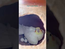 16 Days complete cockatiel eggs🥚 #shorts #birds #lovebirds #viralvideo #parrot #cockatiel #youtube