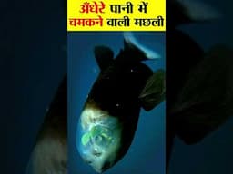 अँधेरे में चमकने वाली मछली।