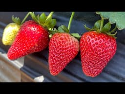 Cambodian Family Picking Strawberry 2025