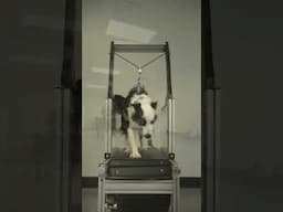 Flash Dog Training Broomfield Colorado 30second