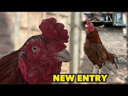 Chota Don | New Entry Top Quilty Aseel Murgha | Punjabi Shok Vlogs