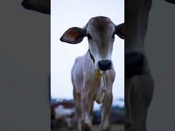 Meet the Calves at Isha Gaushala