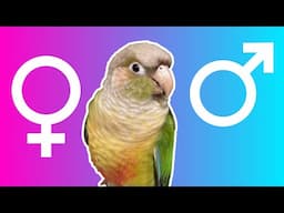 Green Cheeked Conure DNA Test Results - Is Louis the Green Cheek Male or Female | BirdNerdSophie