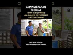 AMAZING CACAO FARMING