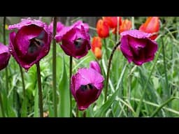 TULIPS FACE THE RAIN
