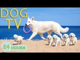 Dog TV: Video to Keep Your Dog Entertained & Stress-Free When Home Alone - Collection Music for Dogs