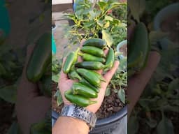 Grow Jalapeños in Pot | SEED TO HARVEST #jalapenos #jalapeno #pepper #hotpepper #urbangardening
