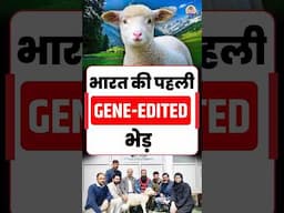 India’s First Gene-Edited Sheep: A New Chapter in Animal Science #shorts #KashmirMerino