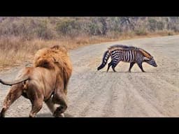 ¡Este León Se Metió Con El Oponente Equivocado!