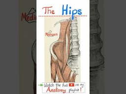 Hip Muscles - Thigh Muscles - Hip Bone - Anatomy of the Pelvis....#doctor #nurse  #anatomy