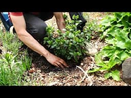 Simple Shrub Planting Steps - How to Plant in the Garden
