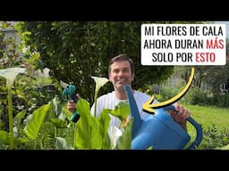 Hice ESTO y ahora mis FLORES DE CALA o alcatraz duran mucho más || en20metros y @Sanzhermanos