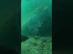 Fishing #video #gaming #youtubeshorts #gym #military #edit #fatcator #travel #army #history