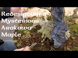 Redesigning a mysterious Arakawa Maple - Greenwood Bonsai