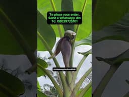 ELEPHANT GIANT VARIETY IMPROVED SUCKERS/ place your orders now/ #ElephantVarietySuckers #farming