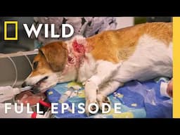 Animal Emergency in Alberta | Rocky Rapids Vet 911 | Nat Geo Animals
