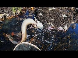I Catch & Cook this Giant TIDEPOOL EEL! Eel Yakisoba