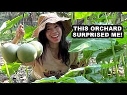 Discover the Secrets of Growing Perfect Pomelos in Vietnam's Orchard Paradise!