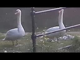Swans #nature #short