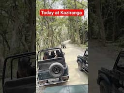 Today at Kaziranga #somjitbhattacharyya #travel #youtubeshorts #shorts