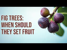 Fig Trees: When Should They Set Fruit & How to Fix It