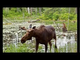 Out in the Wild Walk and talk with me | Alaska life is awesome