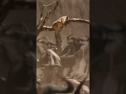 1. Simba in Danger 😱 | Scar’s Evil Plan Begins #LionKing #DisneyShorts #disney #simba #softlytold