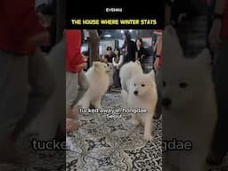This Dog Café in Korea Feels Like Heaven 🐶 #samoyed #seoulcafe