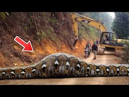 Workers Find Giant Snake With Strange Bulge – What’s Inside Shocks Everyone