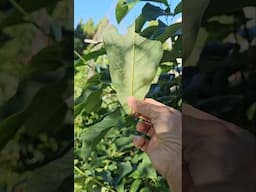 pawpaw leaves and tomato horn worm