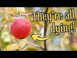 Why America's Native Wild Plums Are All Dying