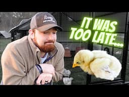 This Is The WORST Part Of Raising Chickens