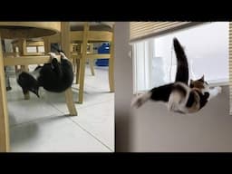 The Clumsiest Cats 🤣 New Funny Cat Video 😹