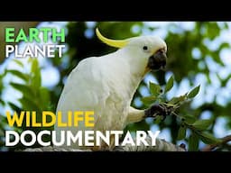 A Jungle of Aromas - Wildlife documentary | Jungle Planet series | Nature Animal Documentary